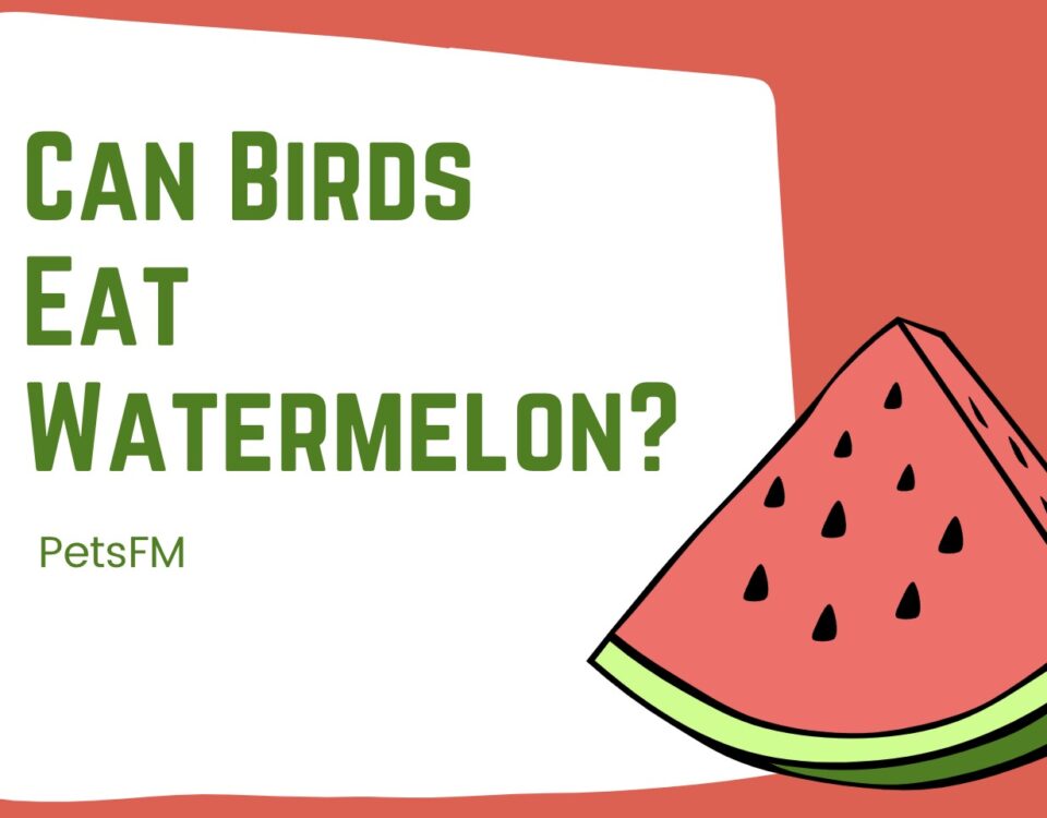 Can Birds Eat Watermelon?